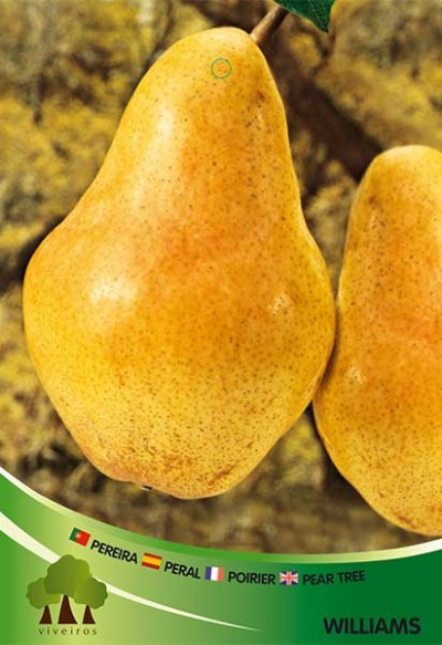 Pereira Williams V3.5l