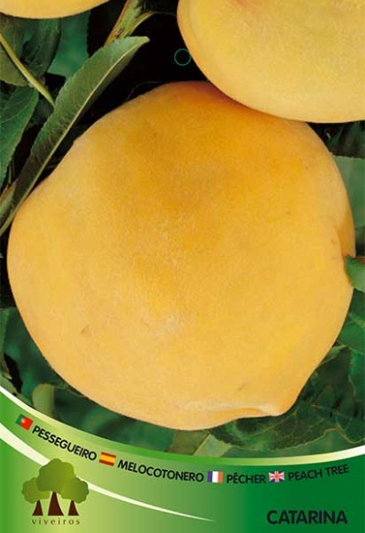 Pessegueiro Cathrerina V 3.5l