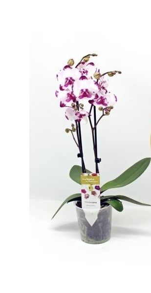 Orquidea Phalaenopsis
