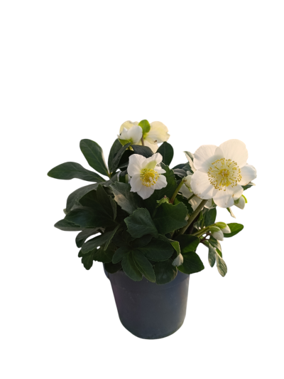 Helleborus Niger Christmas Carol