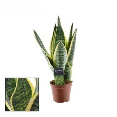 Sanseviera vaso 12
