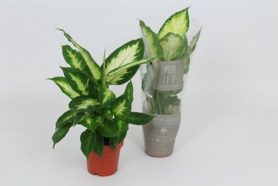 Dieffenbachia Camilla