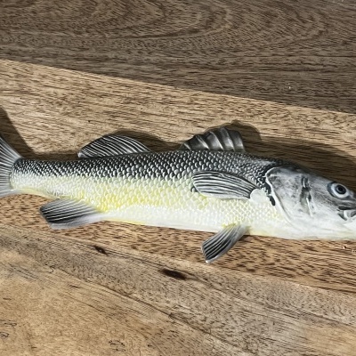 Peixe de parede ( robalo , multicor)