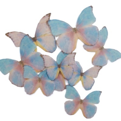 Borboletas coloridas em Hóstia