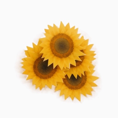 Girassóis em Hóstia