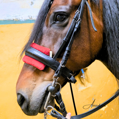 Proteção Focinheira - Vermelho