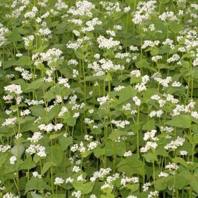 Trigo Sarraceno 25kg - Fagopyrum esculentum