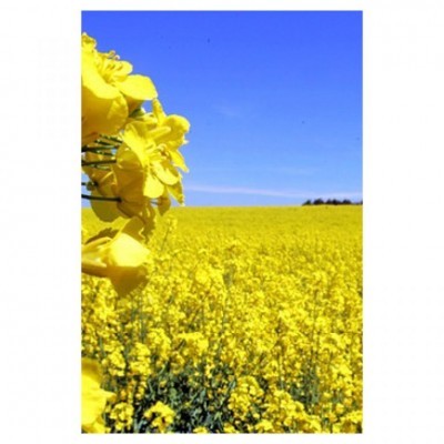 Colza 1kg - Brassica Napus