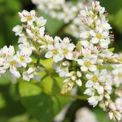 Trigo Sarraceno 25kg - Fagopyrum esculentum