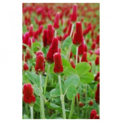 Trevo Anual Encarnado 1kg - Trifolium Incarnatum