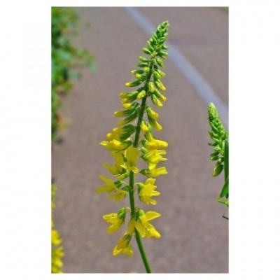 Trevo Amarelo 25kg - Mellilotus Officinalis