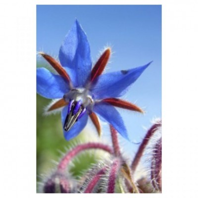 Borragem Officinalis 10gr