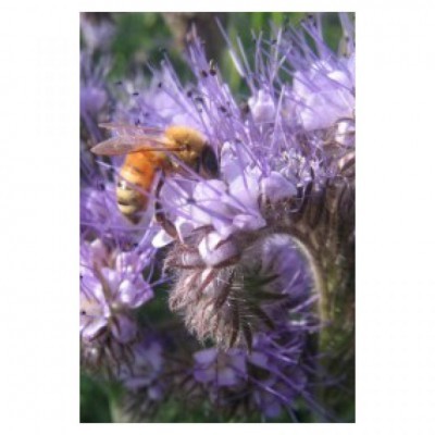 Phacelia 10kg - Phacelia Tanacetifolia