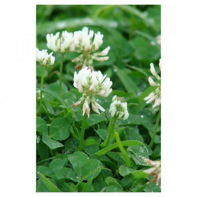 Trevo Vivaz Branco 25kg - Trifolium Repens