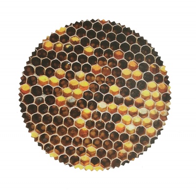 Colmeia circular com favos hexagonais de cera de abelha em vários tons