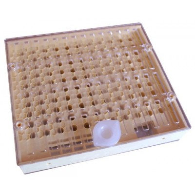 Cupularve - Criação de Rainhas