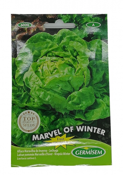 Semente Alface Inverno 4g