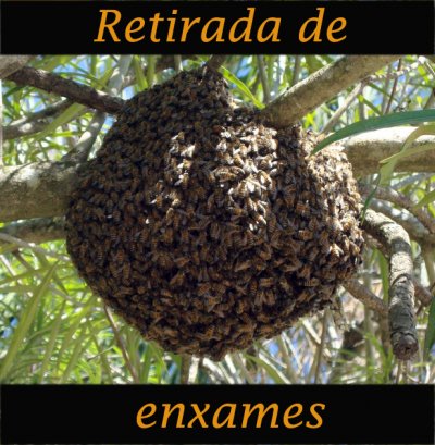 Retirada de Enxames