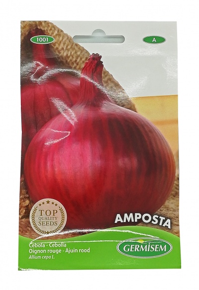Semente Cebola Amposta 4g