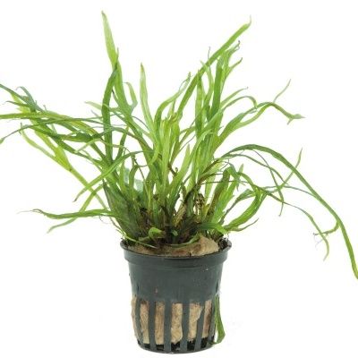 Microsorum pteropus 'Trident' - Planta para aquários tropicais