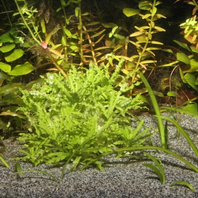 JBL Sansibar Grey - Substrato cinzento para aquários