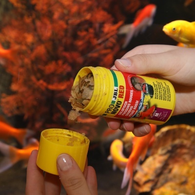 JBL PRONOVO RED FLAKES M - Alimento em flocos para peixes vermelhos