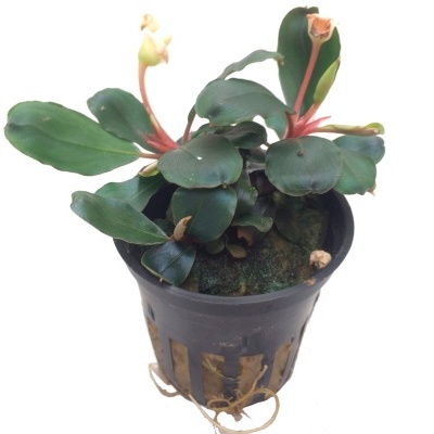 Bucephalandra sp. 'Red - Planta para aquários tropicais