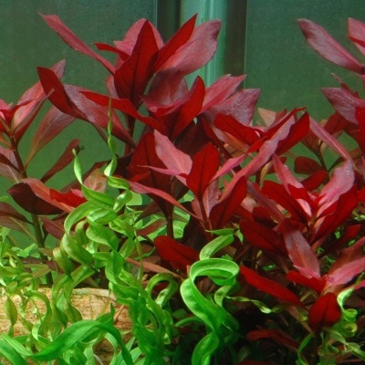 Ludwigia repens 'Rubin' - Planta para aquários tropicais