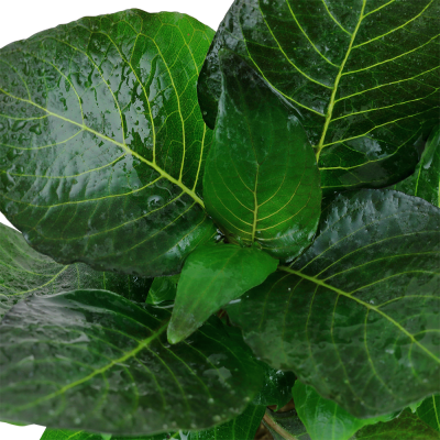 Hygrophila corymbosa 'Compact' - Planta para aquários tropicais