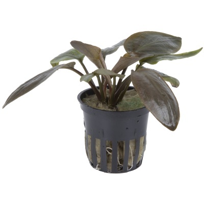 Lagenandra meeboldii 'Red' - Planta para aquários tropicais
