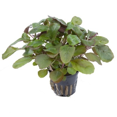 Lobelia cardinalis - Planta para aquários tropicais