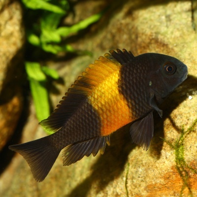 JBL PRONOVO MALAWI FLAKES M - Alimento em flocos para ciclídeos