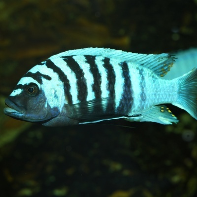 JBL PRONOVO MALAWI FLAKES M - Alimento em flocos para ciclídeos