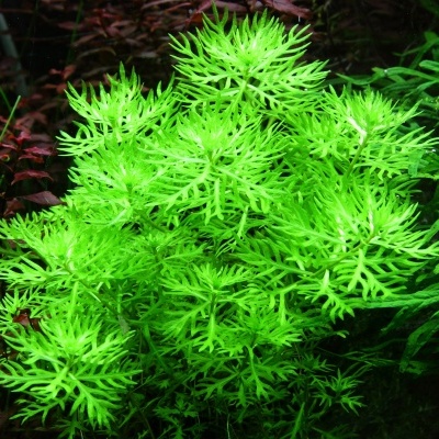 Hottonia palustris - Planta para aquários tropicais