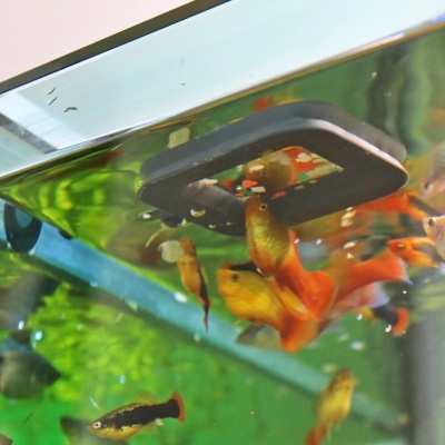 JBL NovoStation - Anel de alimentação flutuante para aquários