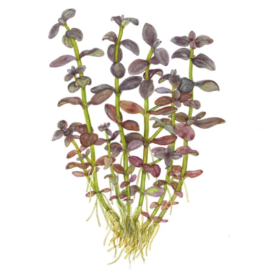 Bacopa salzmanni 'Purple' - Planta para aquários tropicais