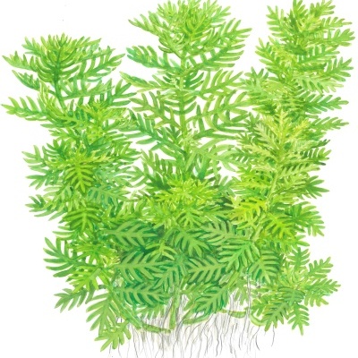 Hottonia palustris - Planta para aquários tropicais