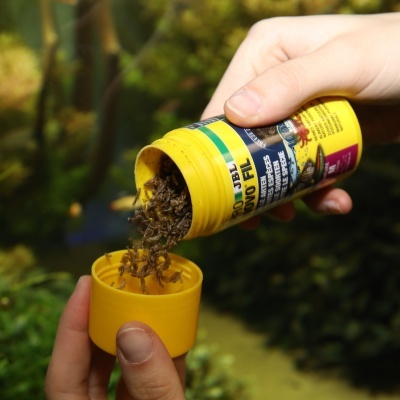 JBL PRONOVO FIL - Larvas de mosquito vermelhas para todos os peixes