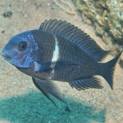 JBL PRONOVO MALAWI FLAKES M - Alimento em flocos para ciclídeos