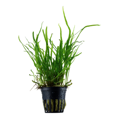 Microsorum pteropus 'Trident' - Planta para aquários tropicais