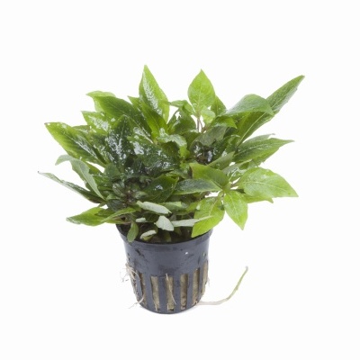 Hygrophila corymbosa 'Compact' - Planta para aquários tropicais