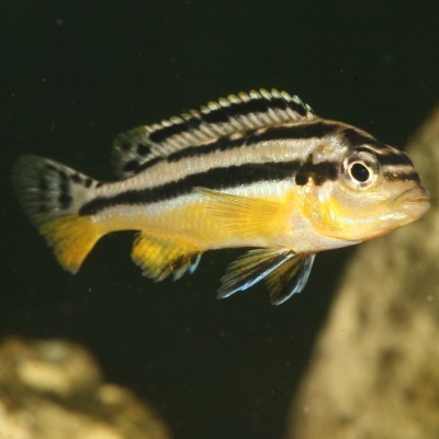 JBL PRONOVO MALAWI FLAKES M - Alimento em flocos para ciclídeos