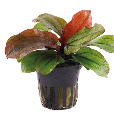 Echinodorus 'Reni' - Planta para aquários tropicais