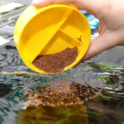 JBL PRONOVO BEL GRANO S - Alimento principal granulado para peixes tropicais pequenos