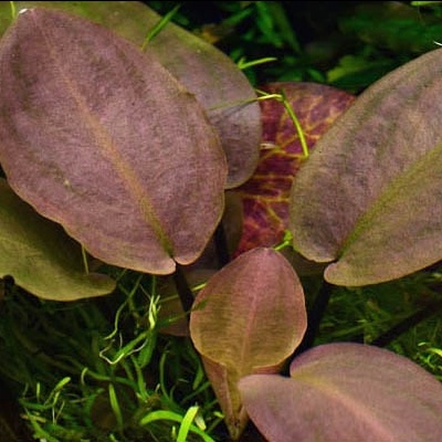 Lagenandra meeboldii 'Red' - Planta para aquários tropicais