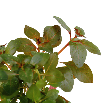Ludwigia repens 'Rubin' - Planta para aquários tropicais
