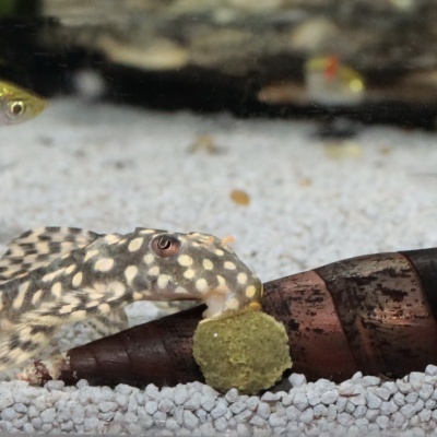 JBL PRONOVO PLECO WAFER M - Alimento em pastilhas para peixes de fundo