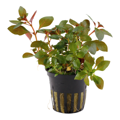 Ludwigia repens 'Rubin' - Planta para aquários tropicais