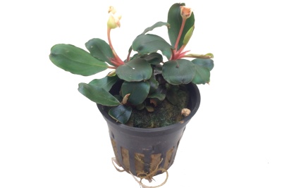 Bucephalandra sp. 'Red - Planta para aquários tropicais