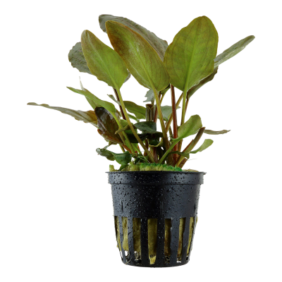 Lagenandra meeboldii 'Red' - Planta para aquários tropicais